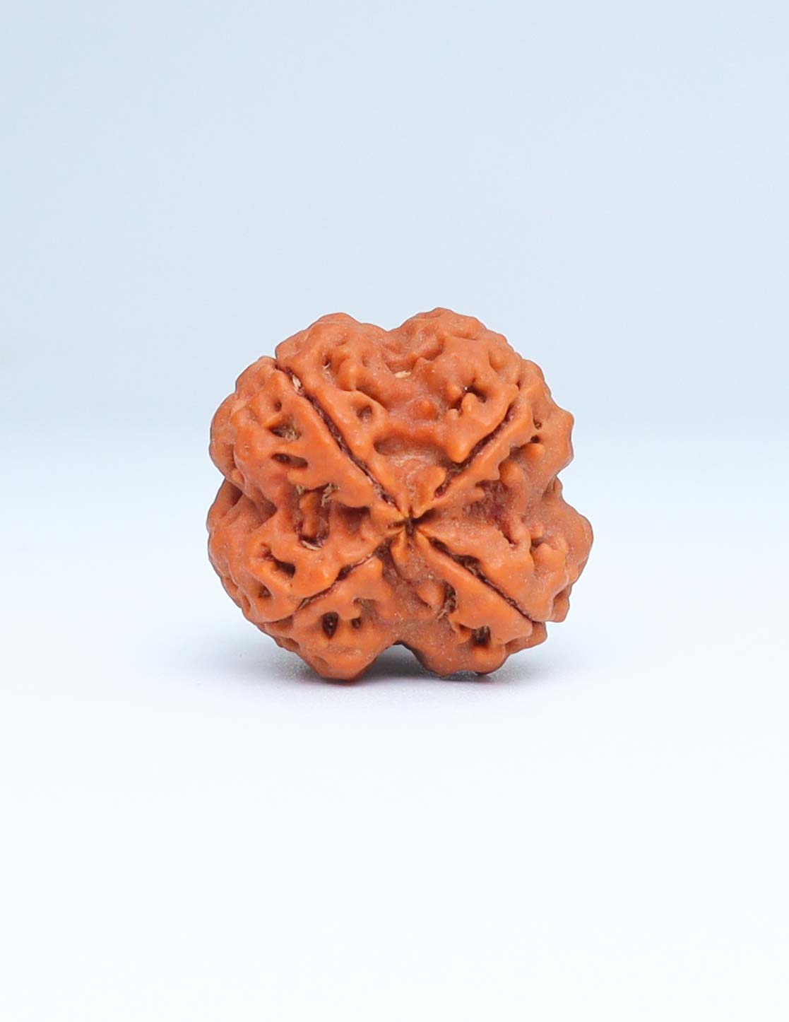 4 Mukhi Nepali Rudraksha