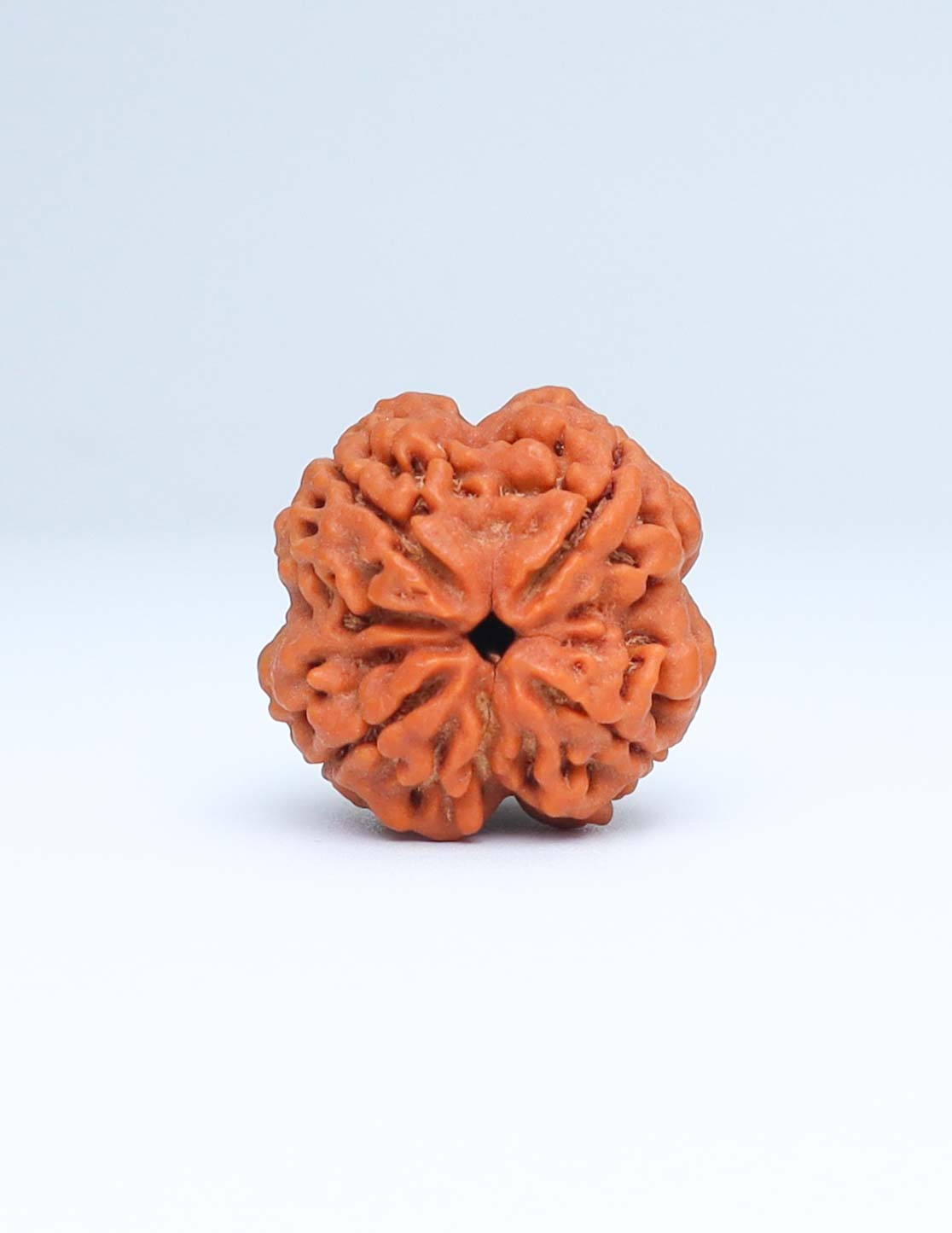 4 Mukhi Nepali Rudraksha