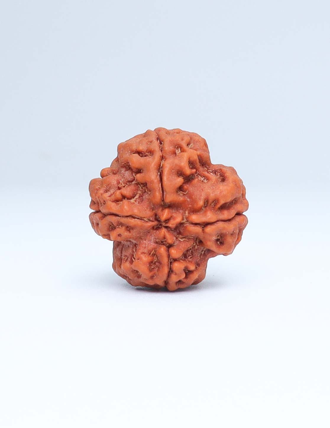 4 Mukhi Nepali Rudraksha