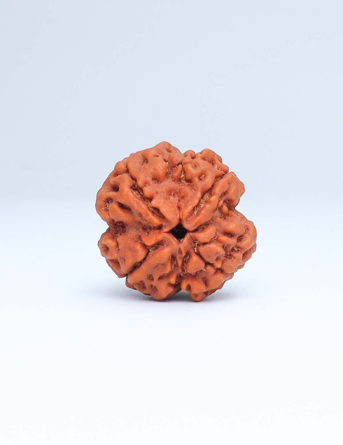 4 Mukhi Nepali Rudraksha