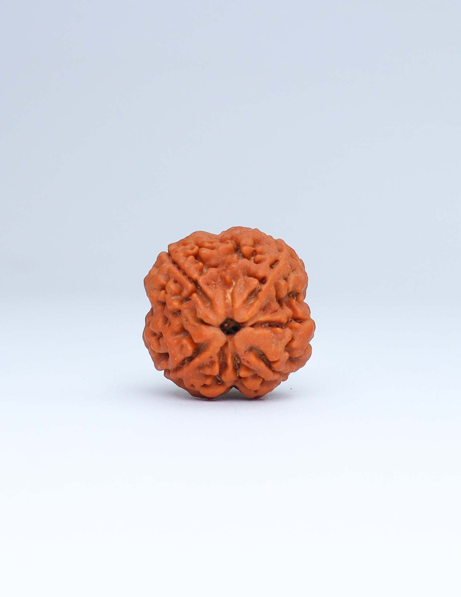 4 Mukhi Nepali Rudraksha