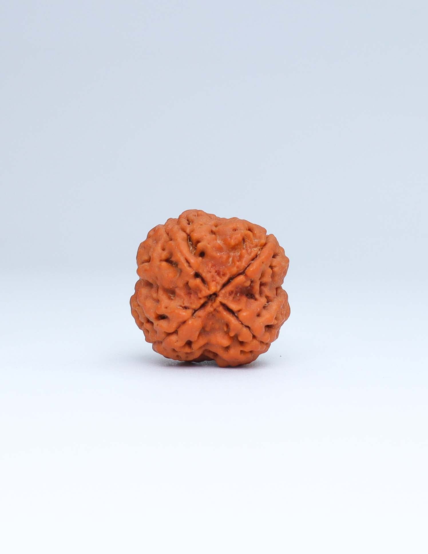 4 Mukhi Nepali Rudraksha