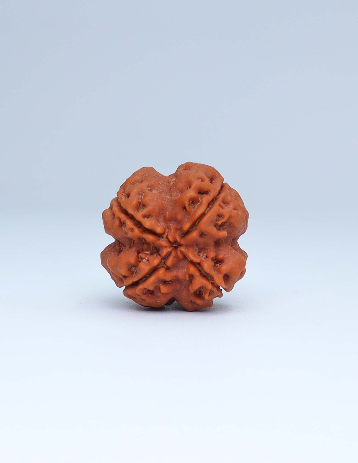 4 Mukhi Nepali Rudraksha