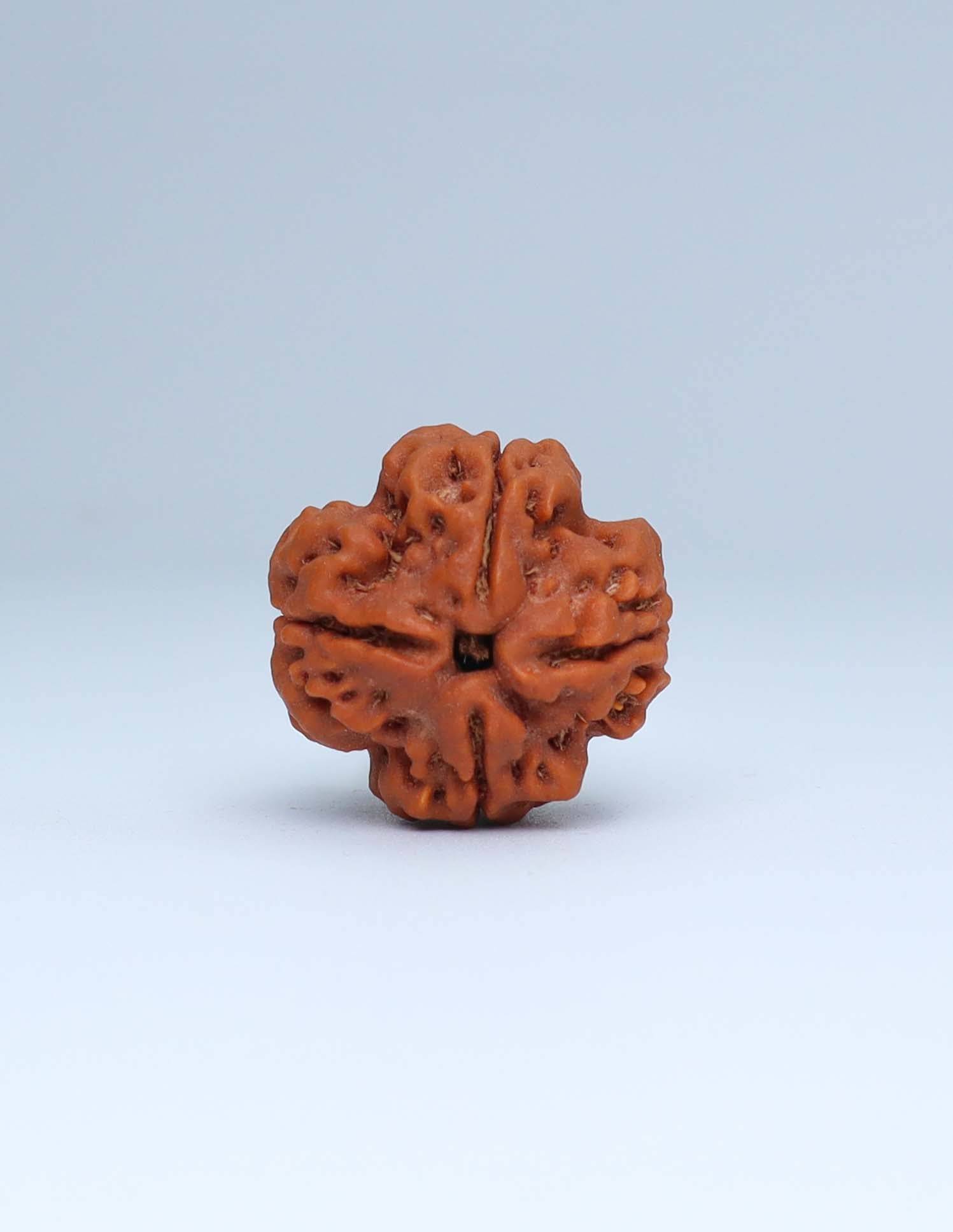 4 Mukhi Nepali Rudraksha