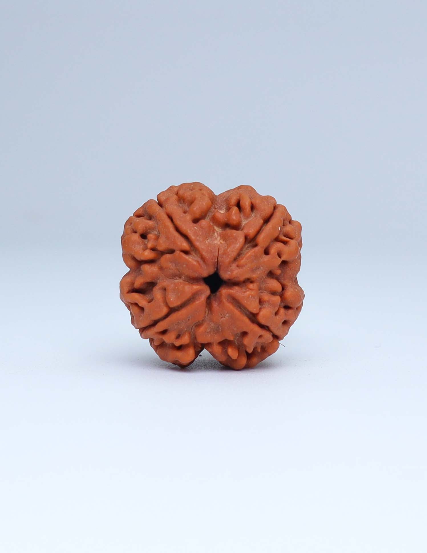 4 Mukhi Nepali Rudraksha