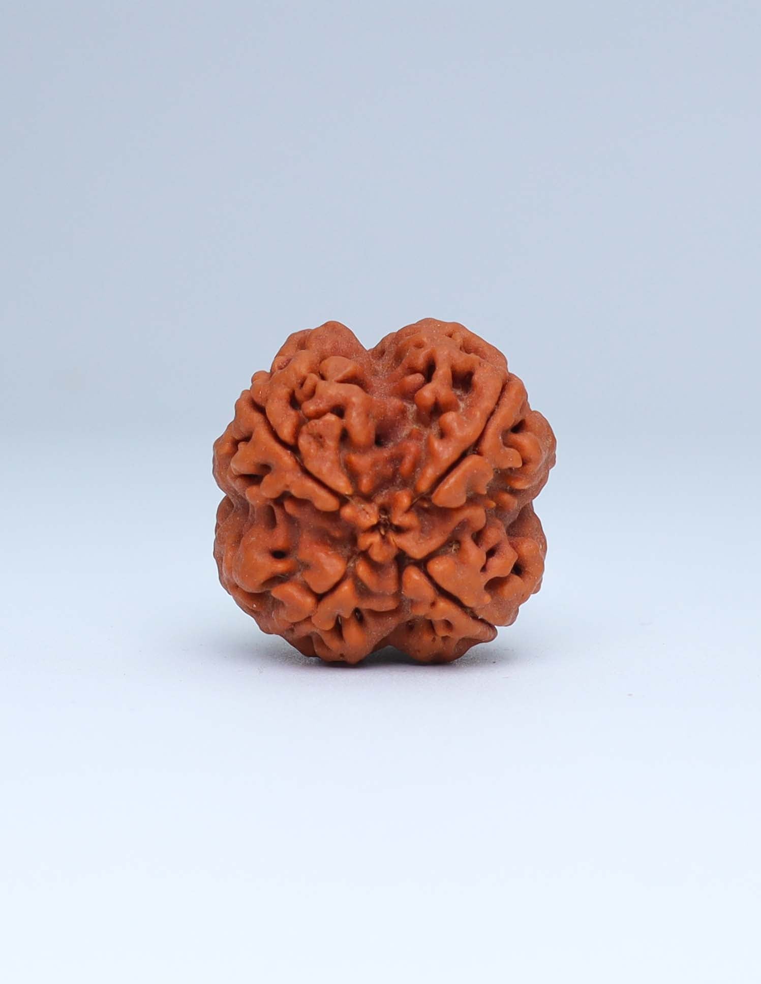 4 Mukhi Nepali Rudraksha