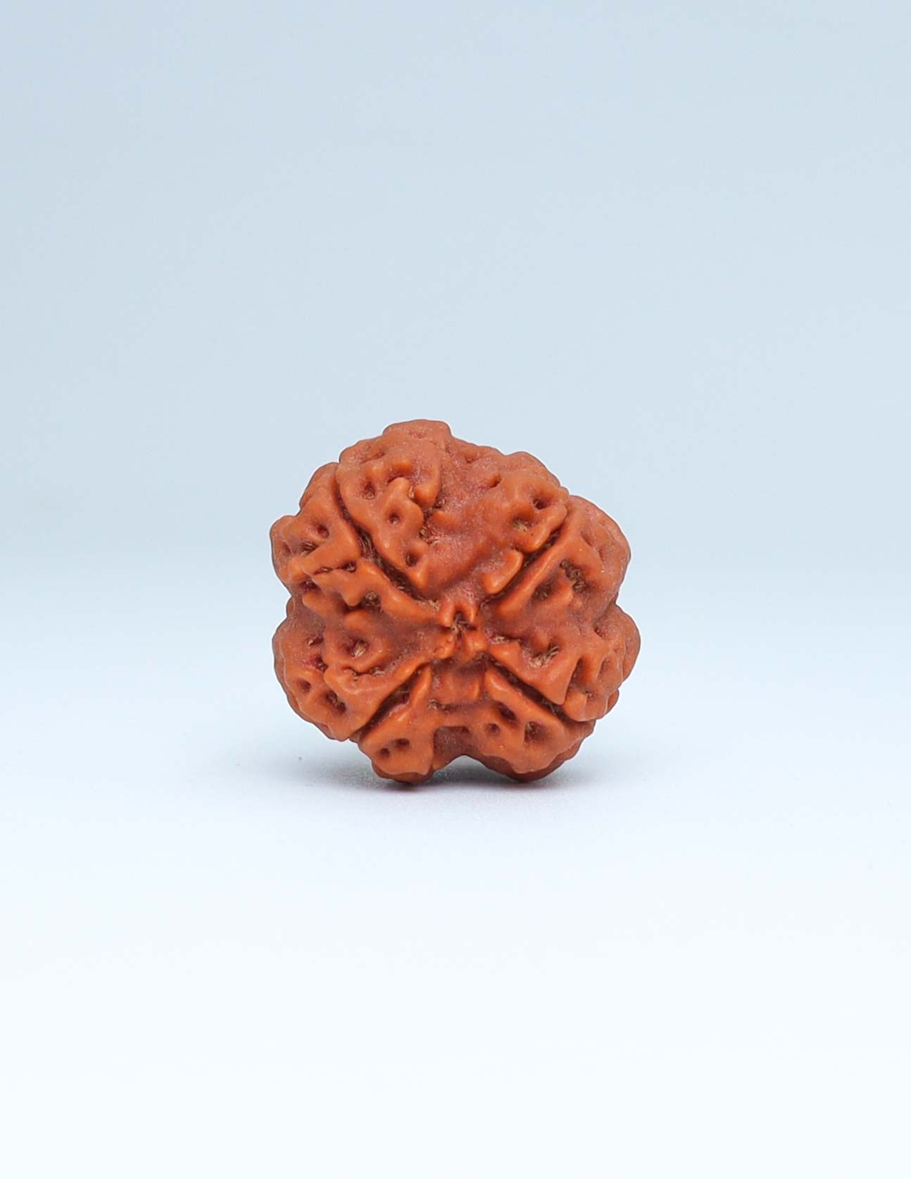 4 Mukhi Nepali Rudraksha