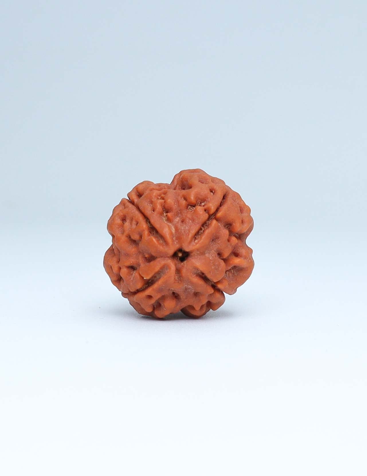 4 Mukhi Nepali Rudraksha