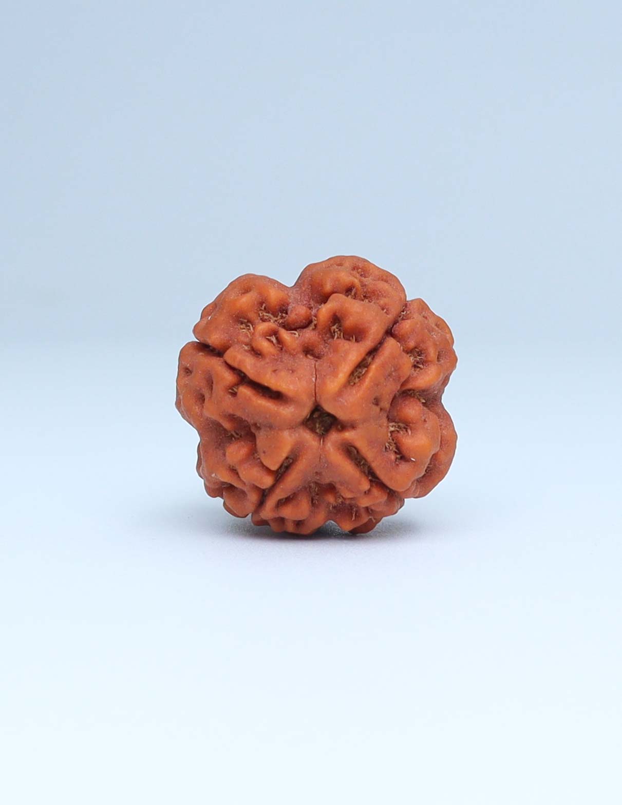 4 Mukhi Nepali Rudraksha