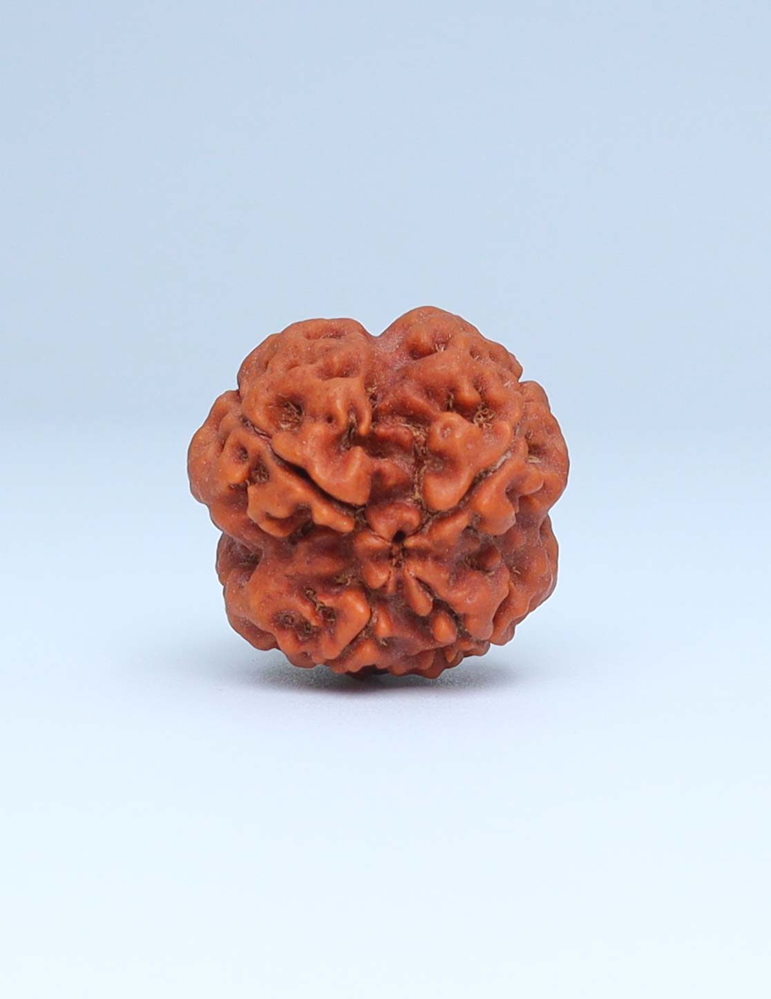 4 Mukhi Nepali Rudraksha