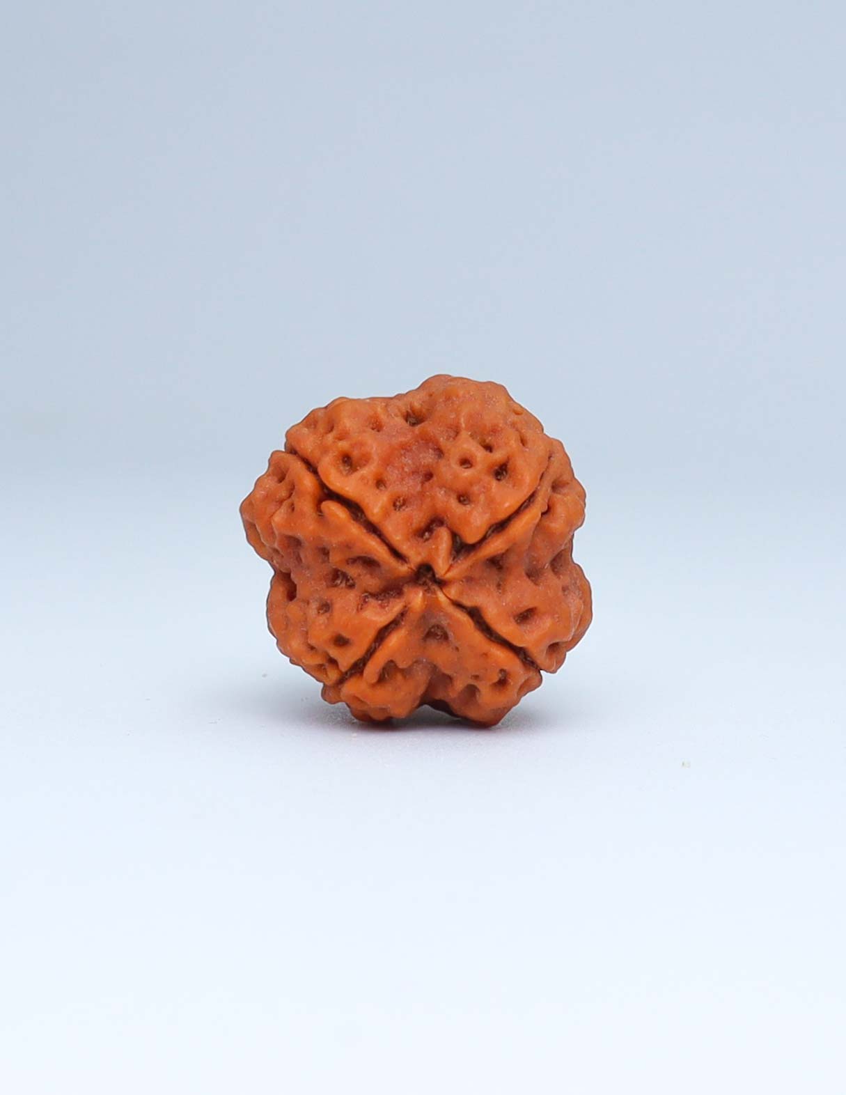 4 Mukhi Nepali Rudraksha