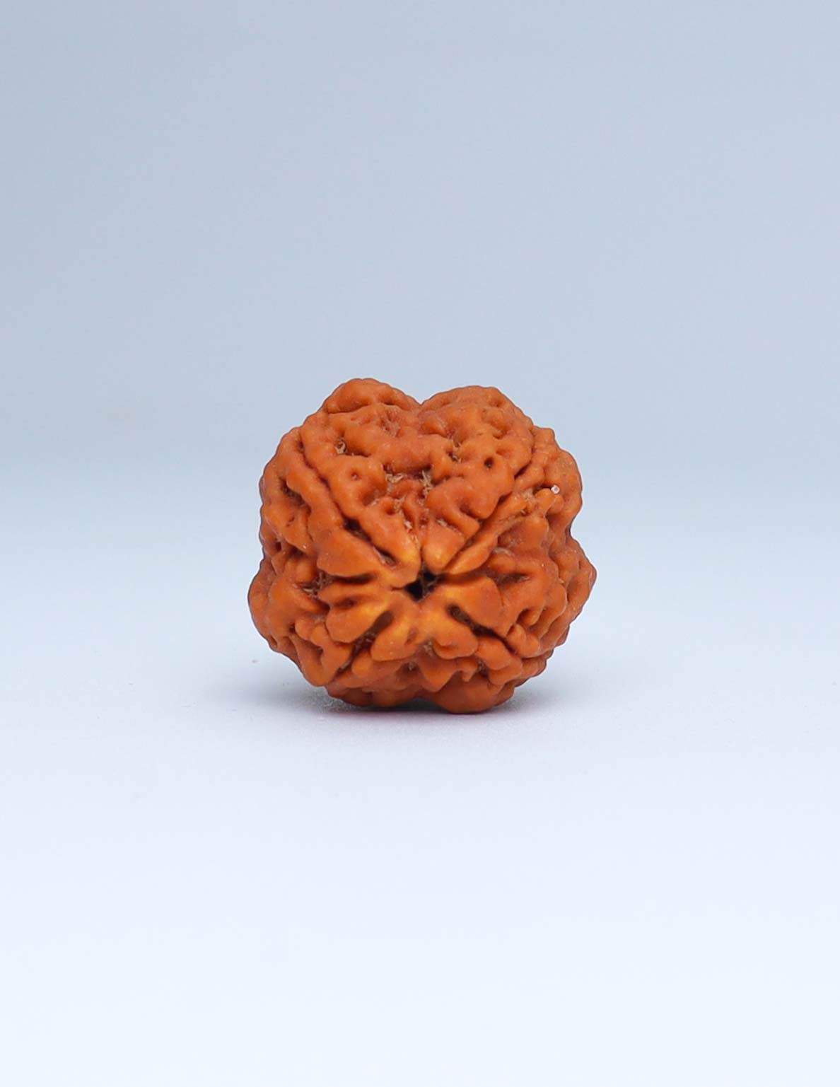 4 Mukhi Nepali Rudraksha