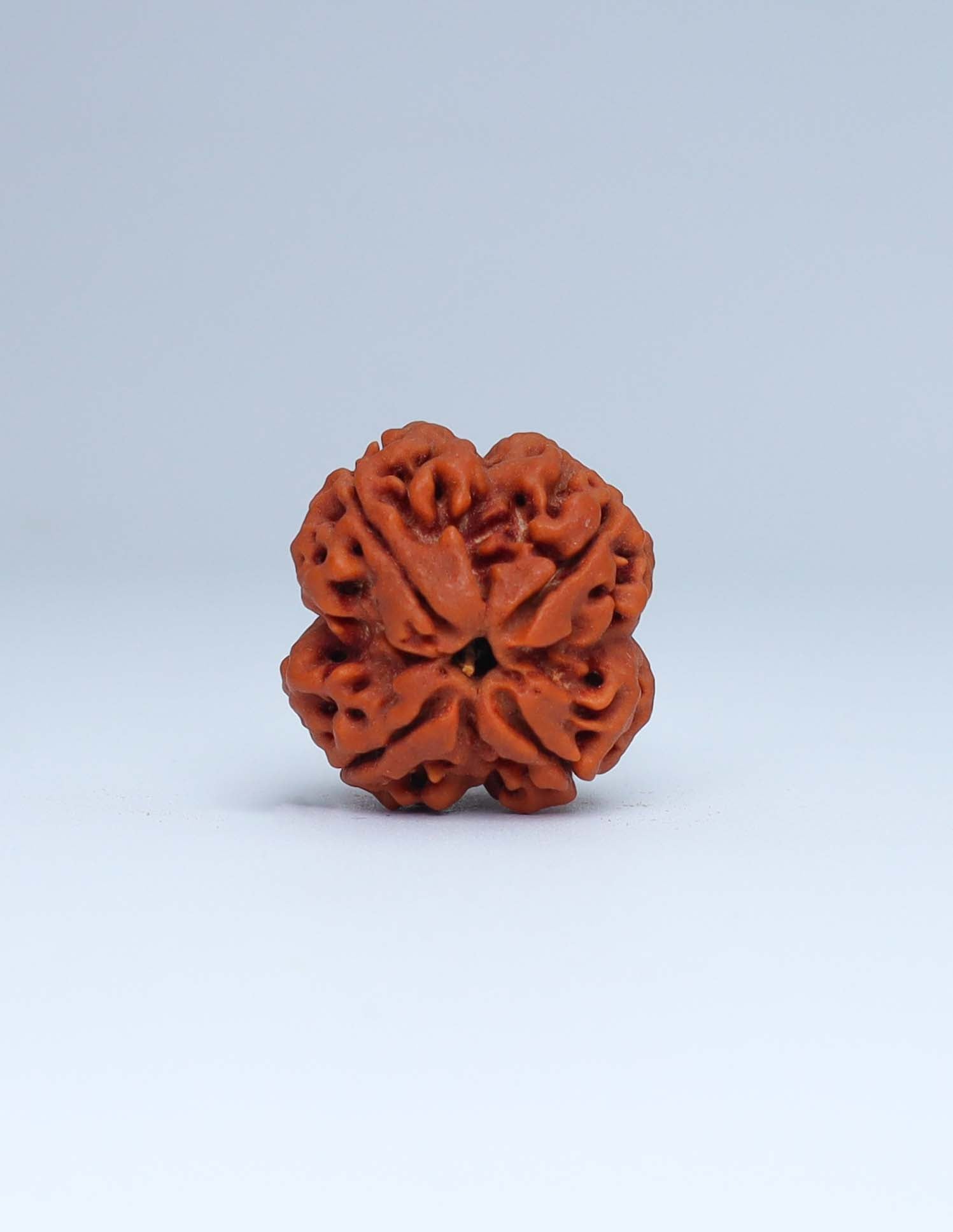 4 Mukhi Nepali Rudraksha