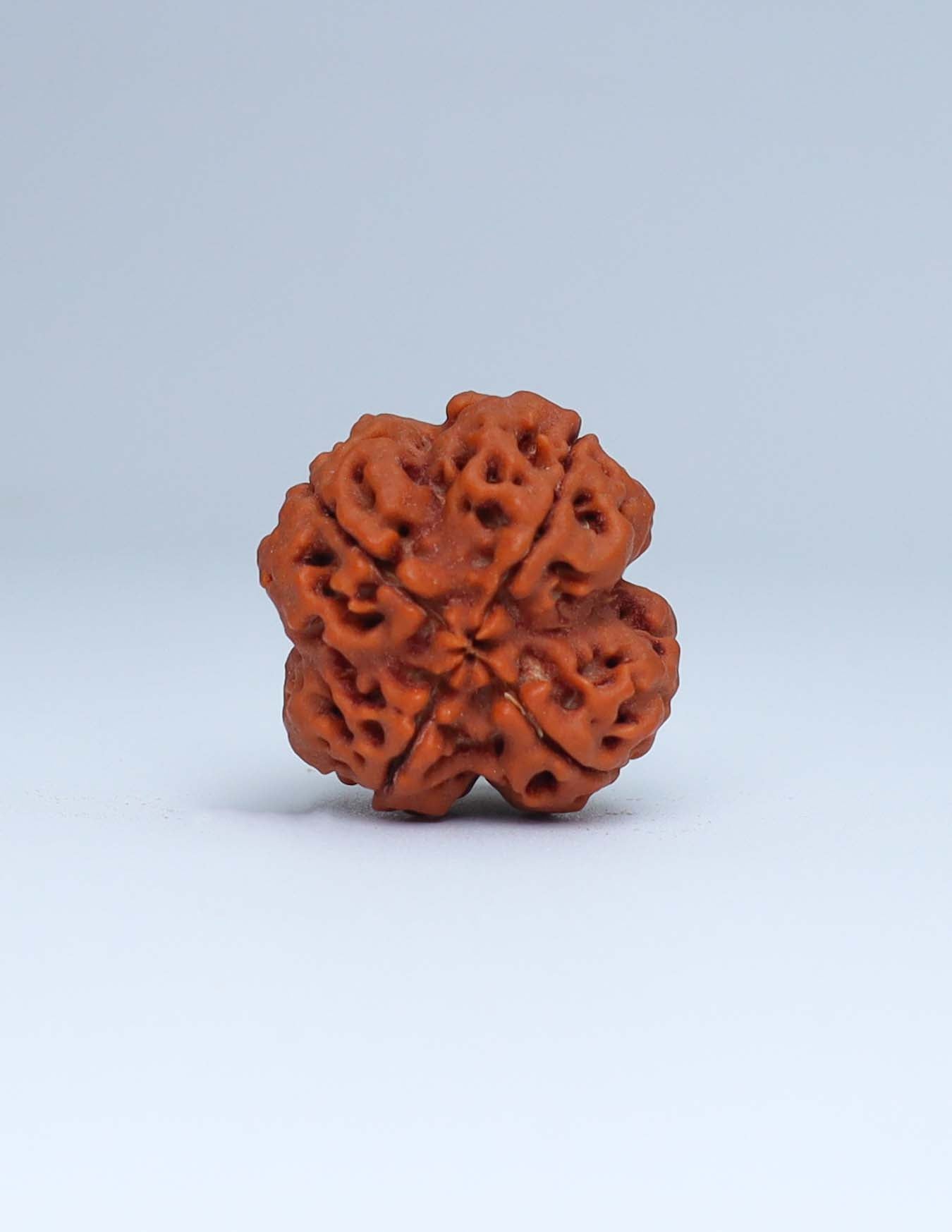 4 Mukhi Nepali Rudraksha