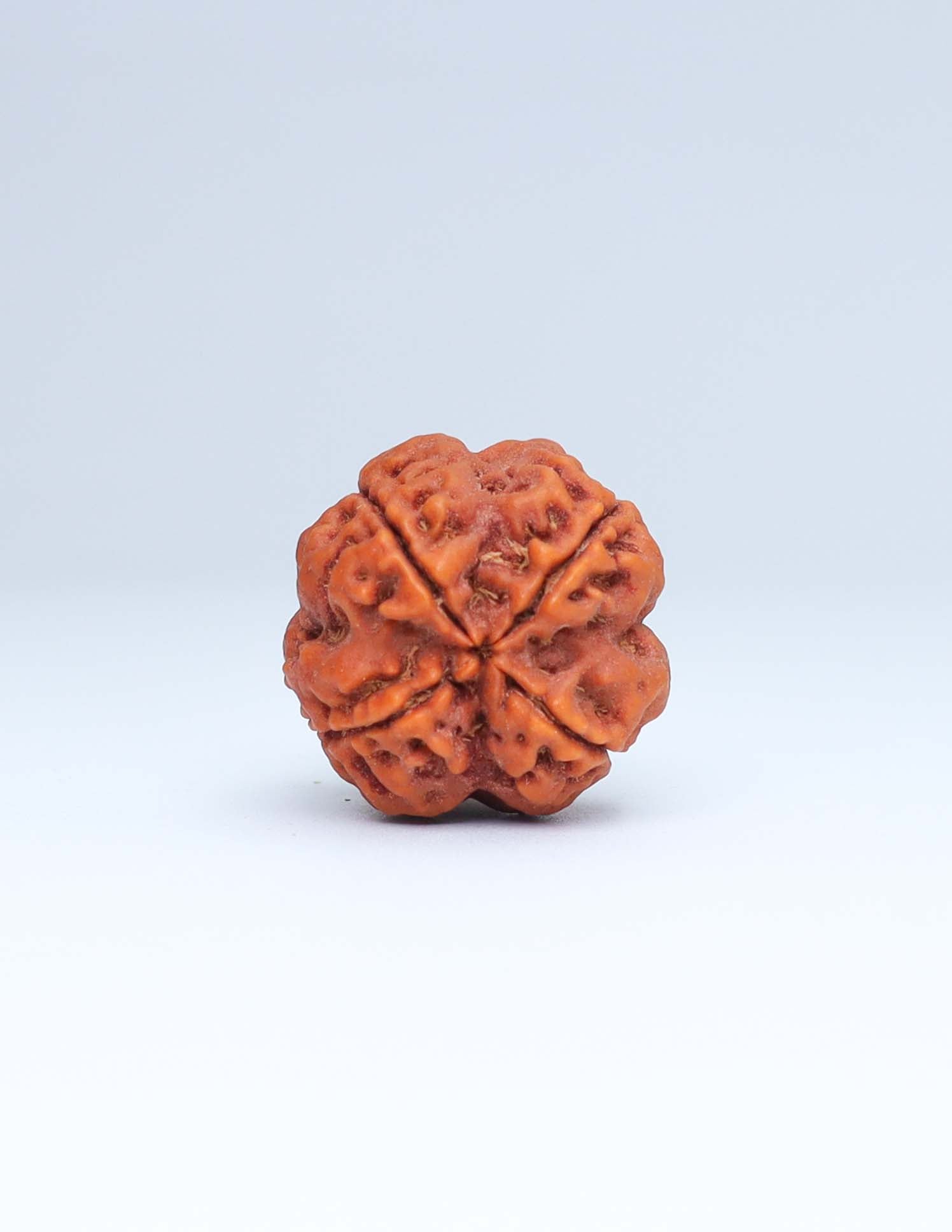 4 Mukhi Nepali Rudraksha