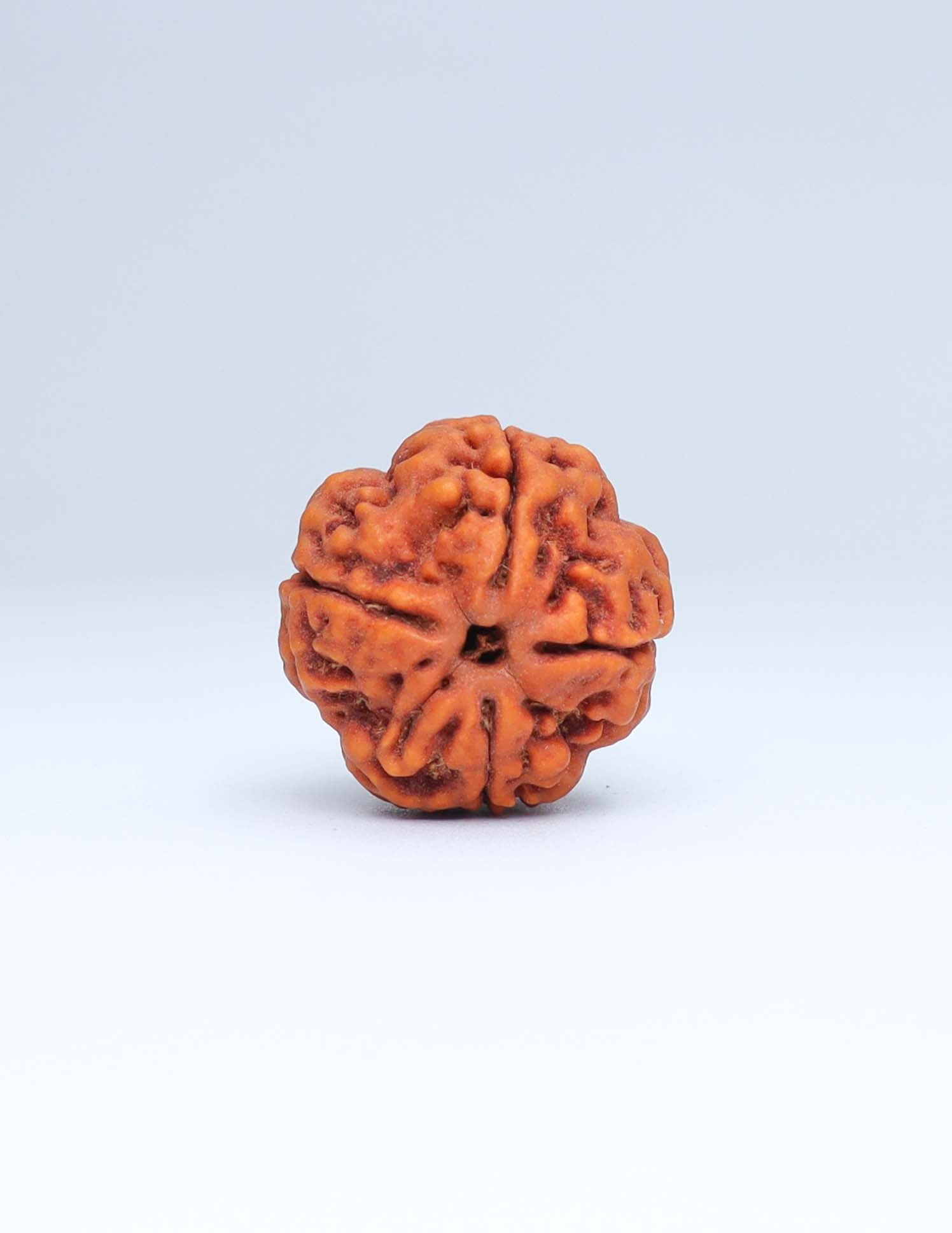 4 Mukhi Nepali Rudraksha