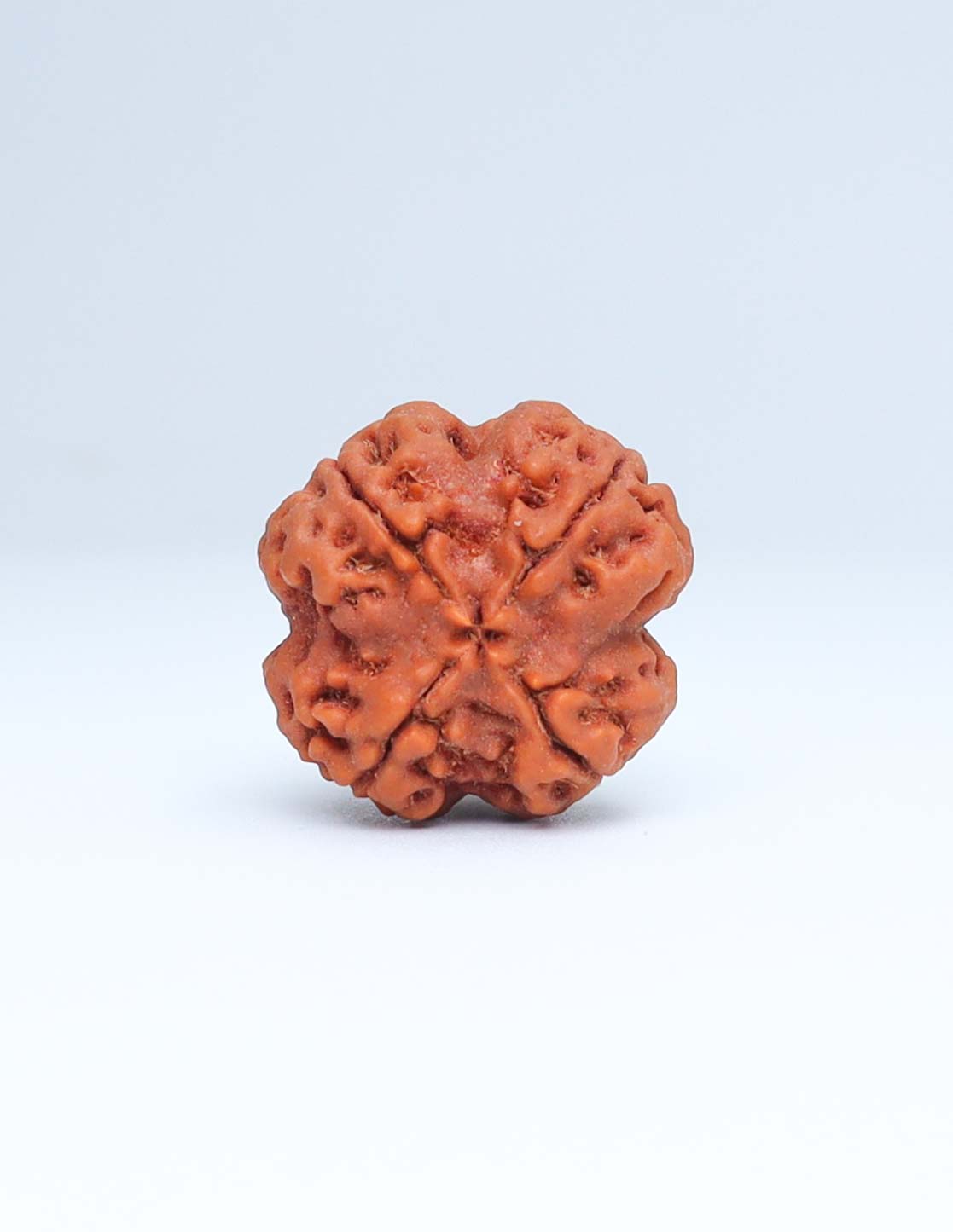 4 Mukhi Nepali Rudraksha