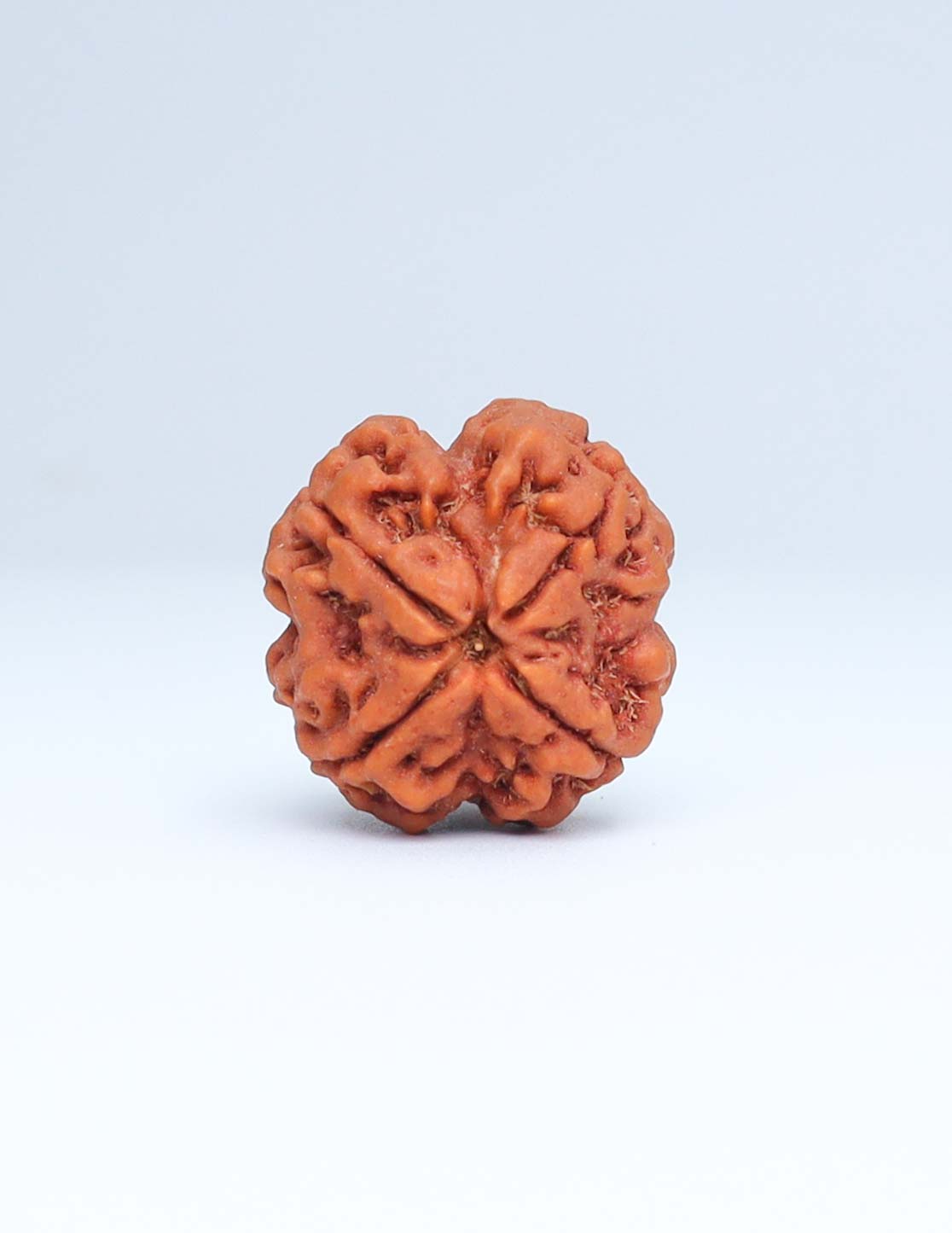 4 Mukhi Nepali Rudraksha