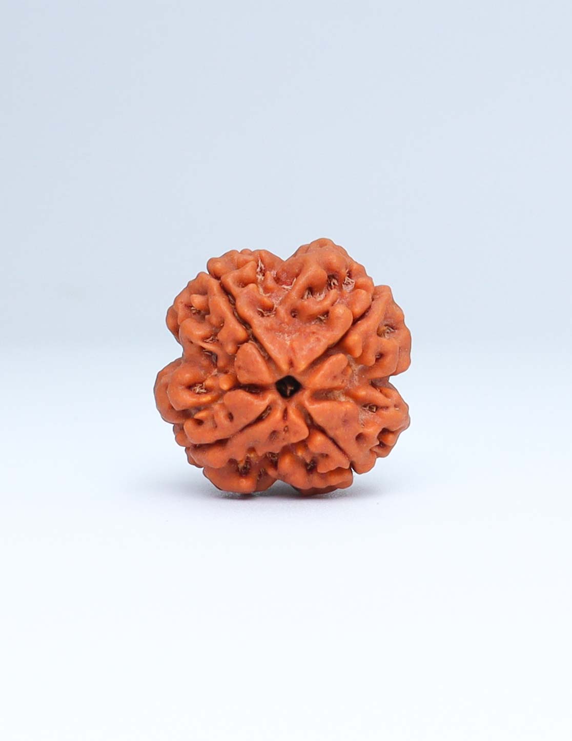 4 Mukhi Nepali Rudraksha