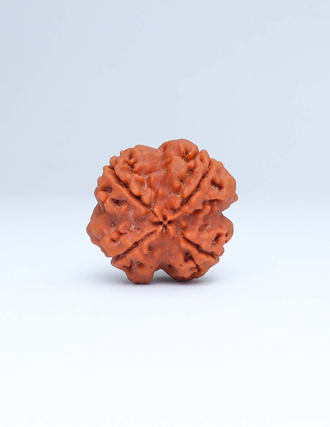 4 Mukhi Nepali Rudraksha