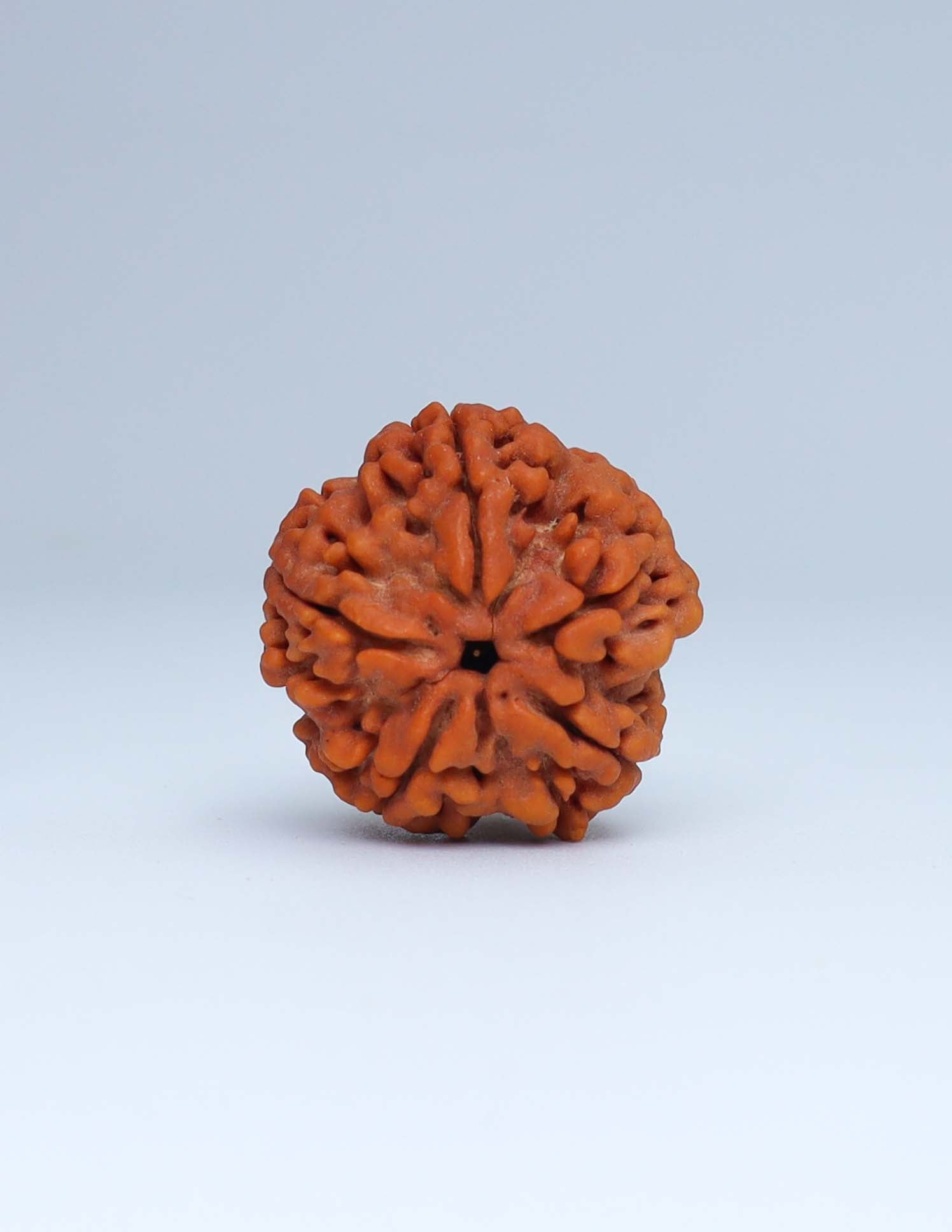 5 Mukhi Nepali Rudraksha