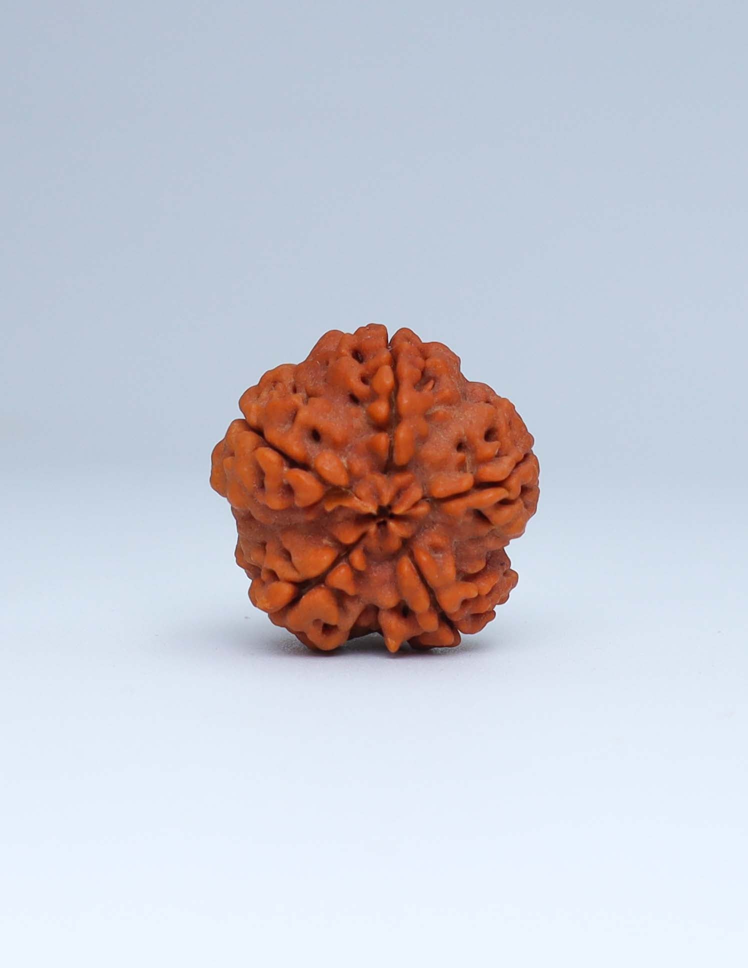 5 Mukhi Nepali Rudraksha