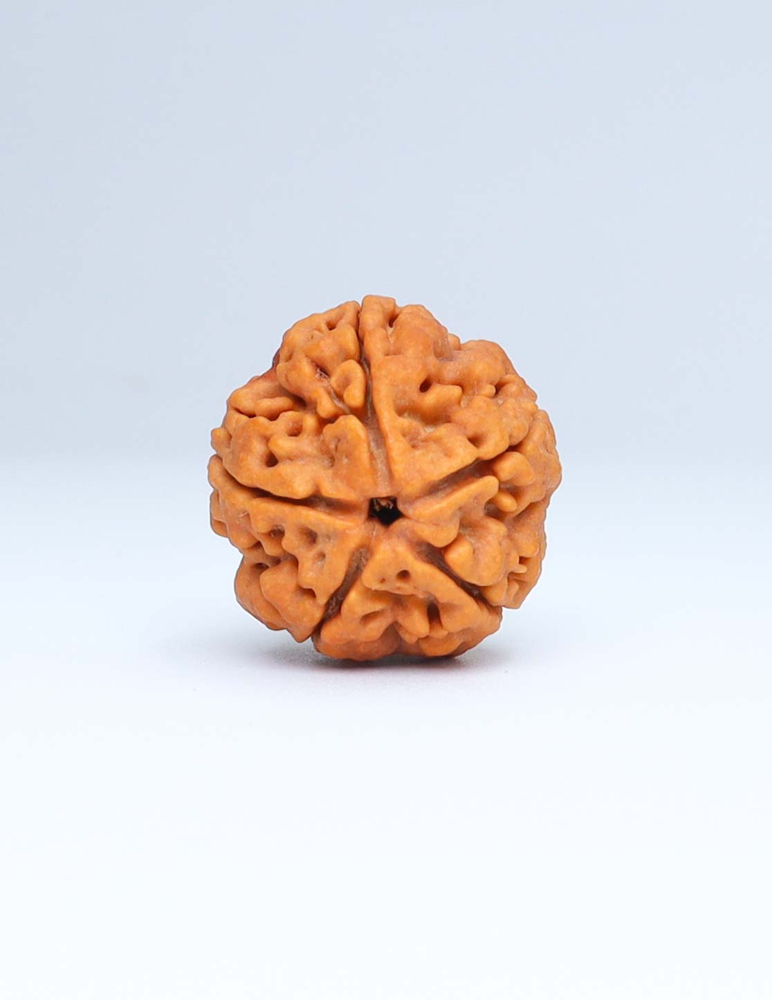 5 Mukhi Nepali Rudraksha