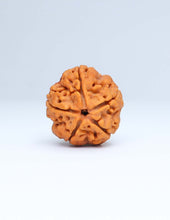 5 Mukhi Nepali Rudraksha