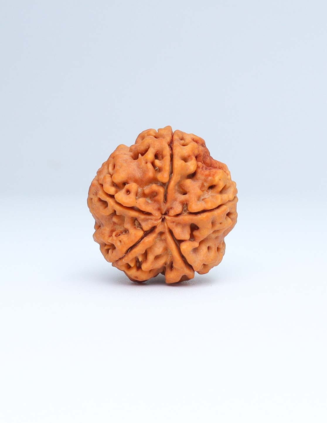 5 Mukhi Nepali Rudraksha