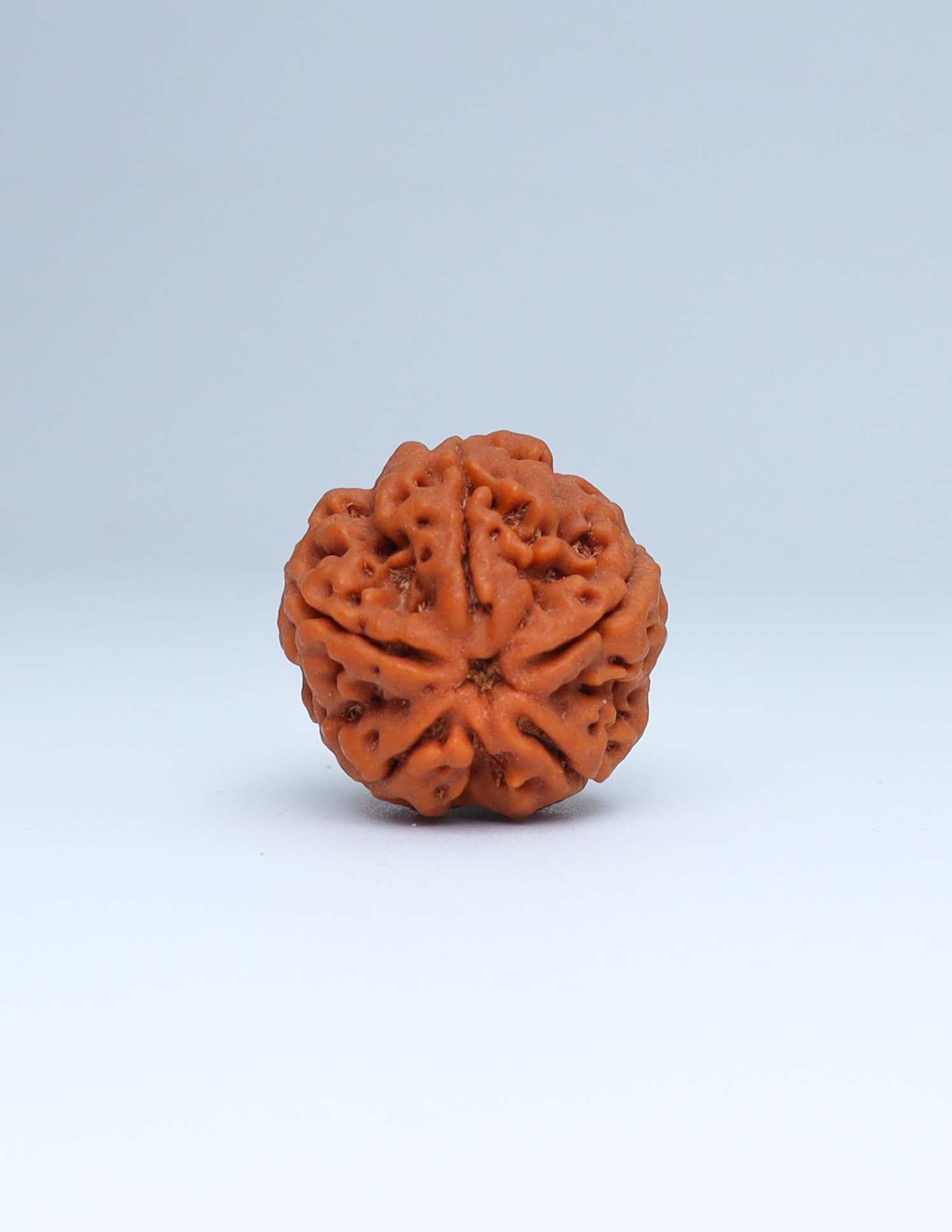 5 Mukhi Nepali Rudraksha