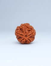 5 Mukhi Nepali Rudraksha