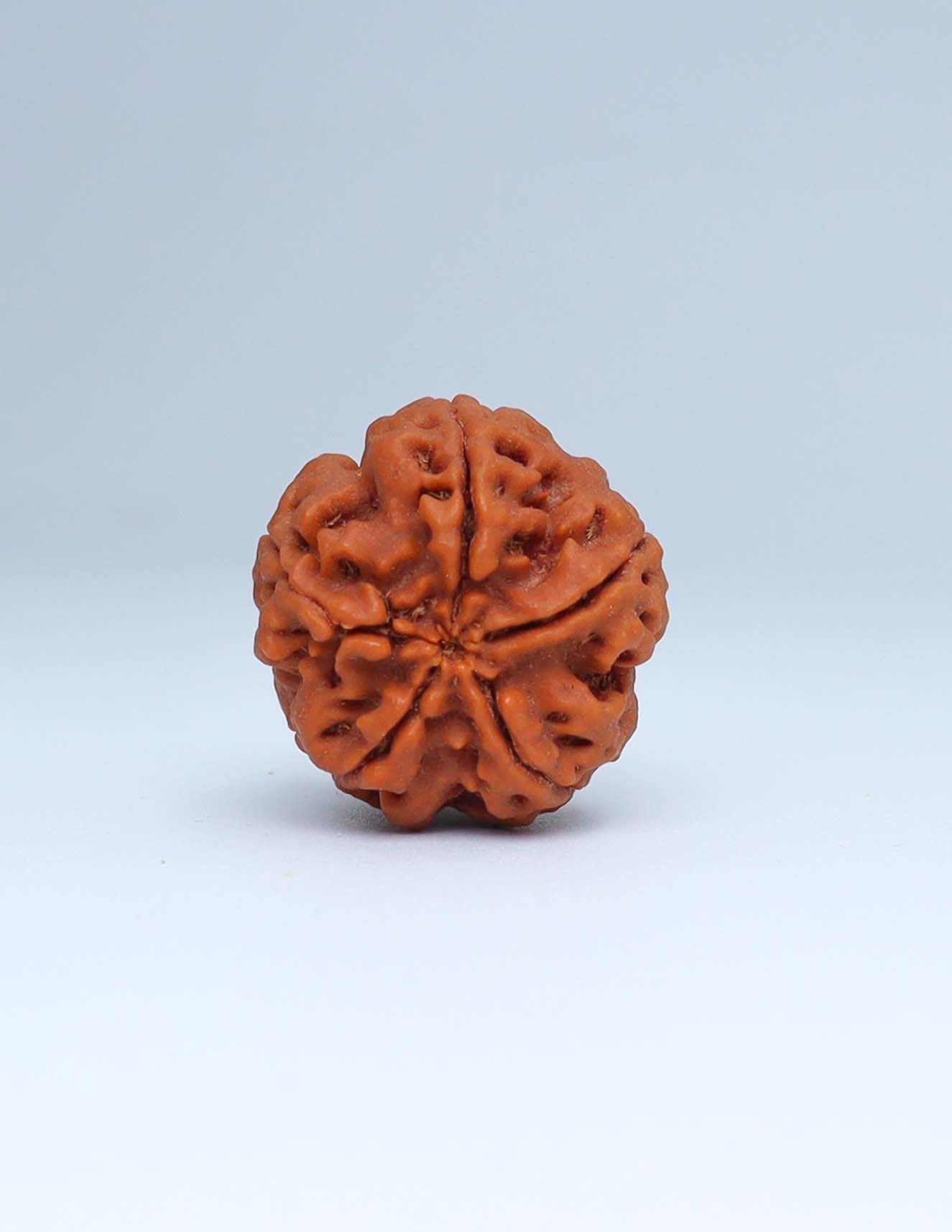 5 Mukhi Nepali Rudraksha