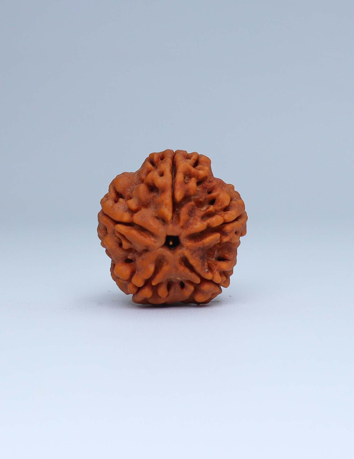 5 Mukhi Nepali Rudraksha