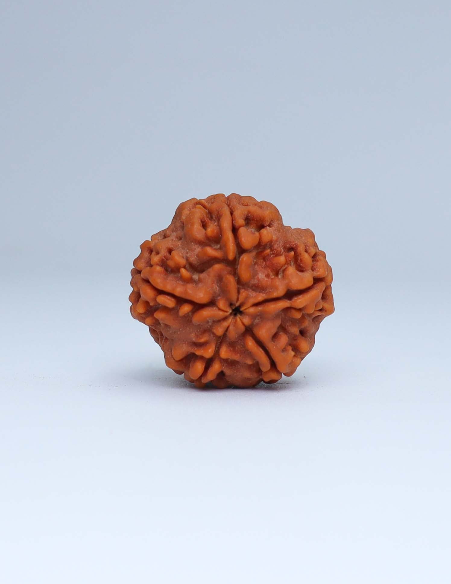 5 Mukhi Nepali Rudraksha