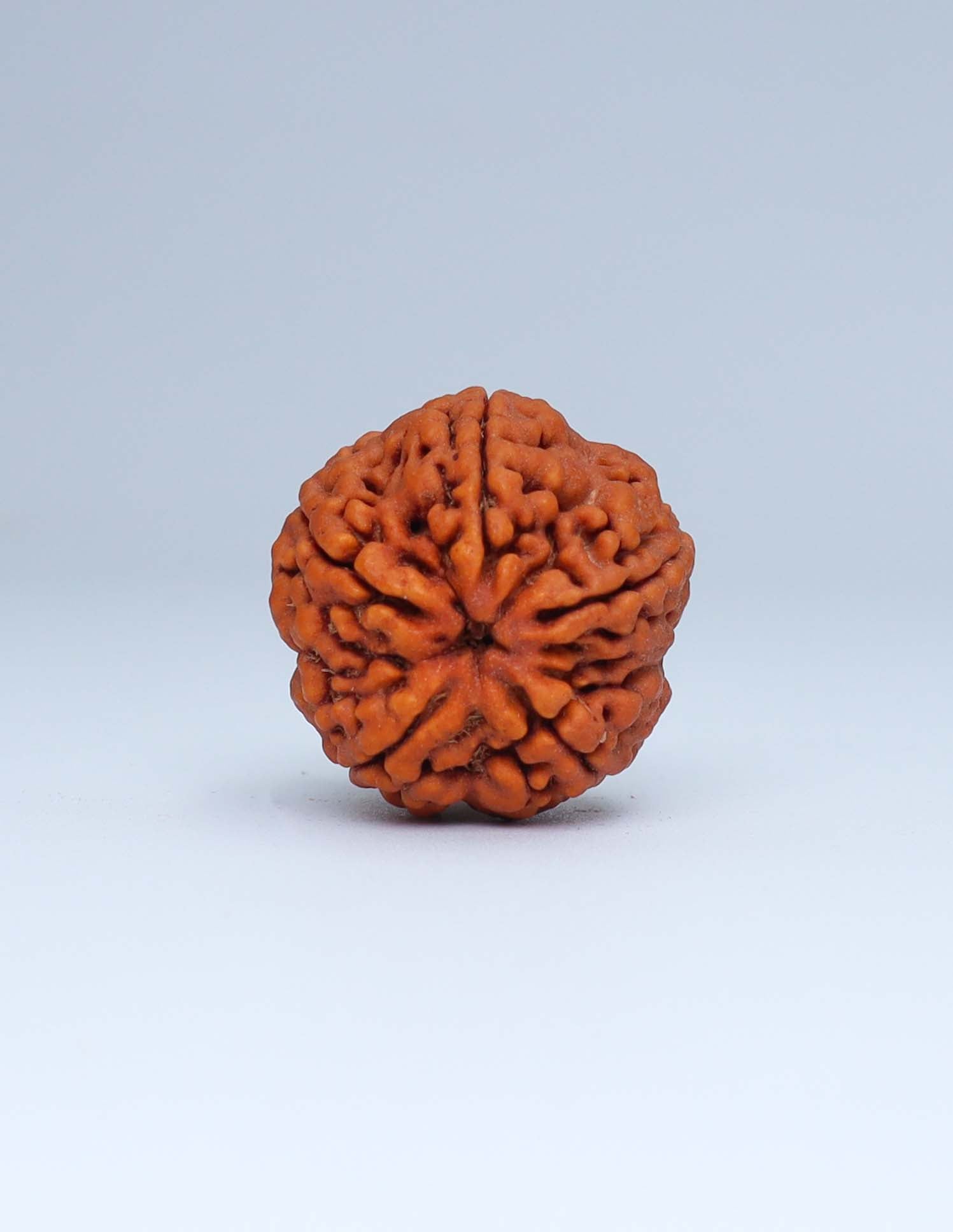 5 Mukhi Nepali Rudraksha