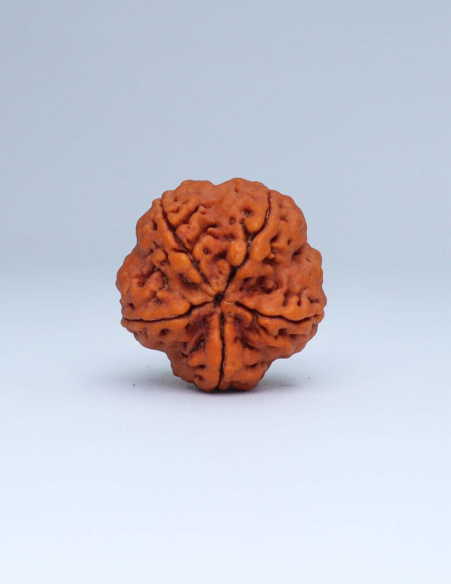 5 Mukhi Nepali Rudraksha