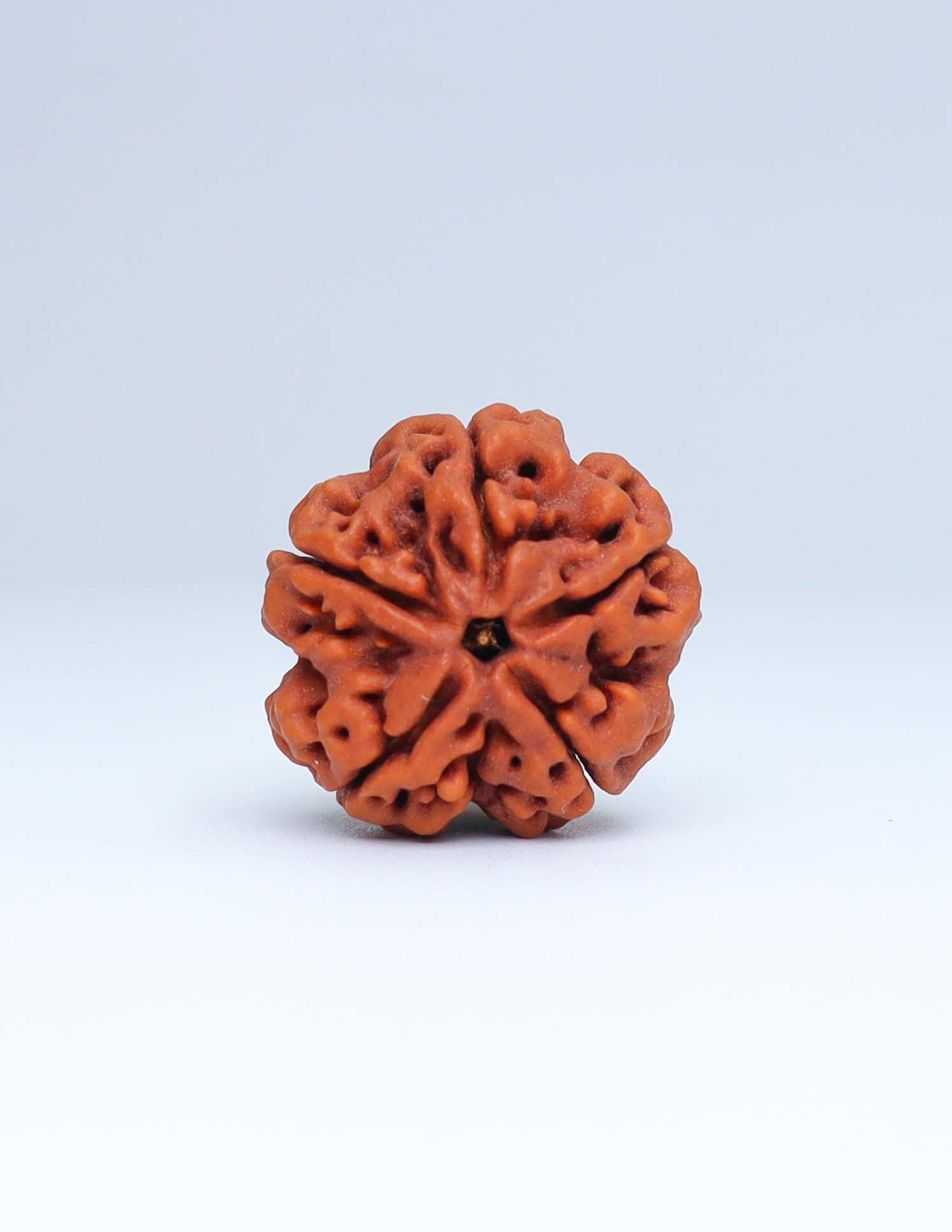 5 Mukhi Nepali Rudraksha