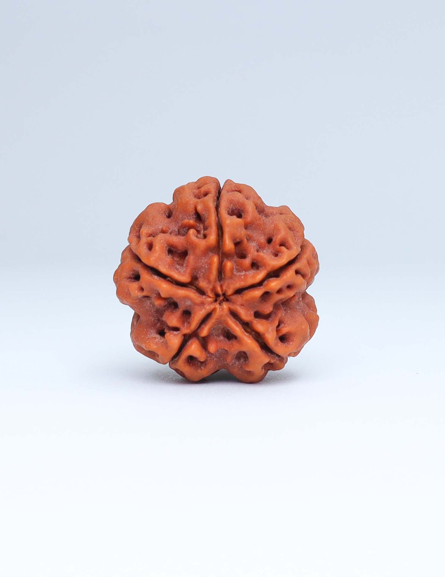 5 Mukhi Nepali Rudraksha