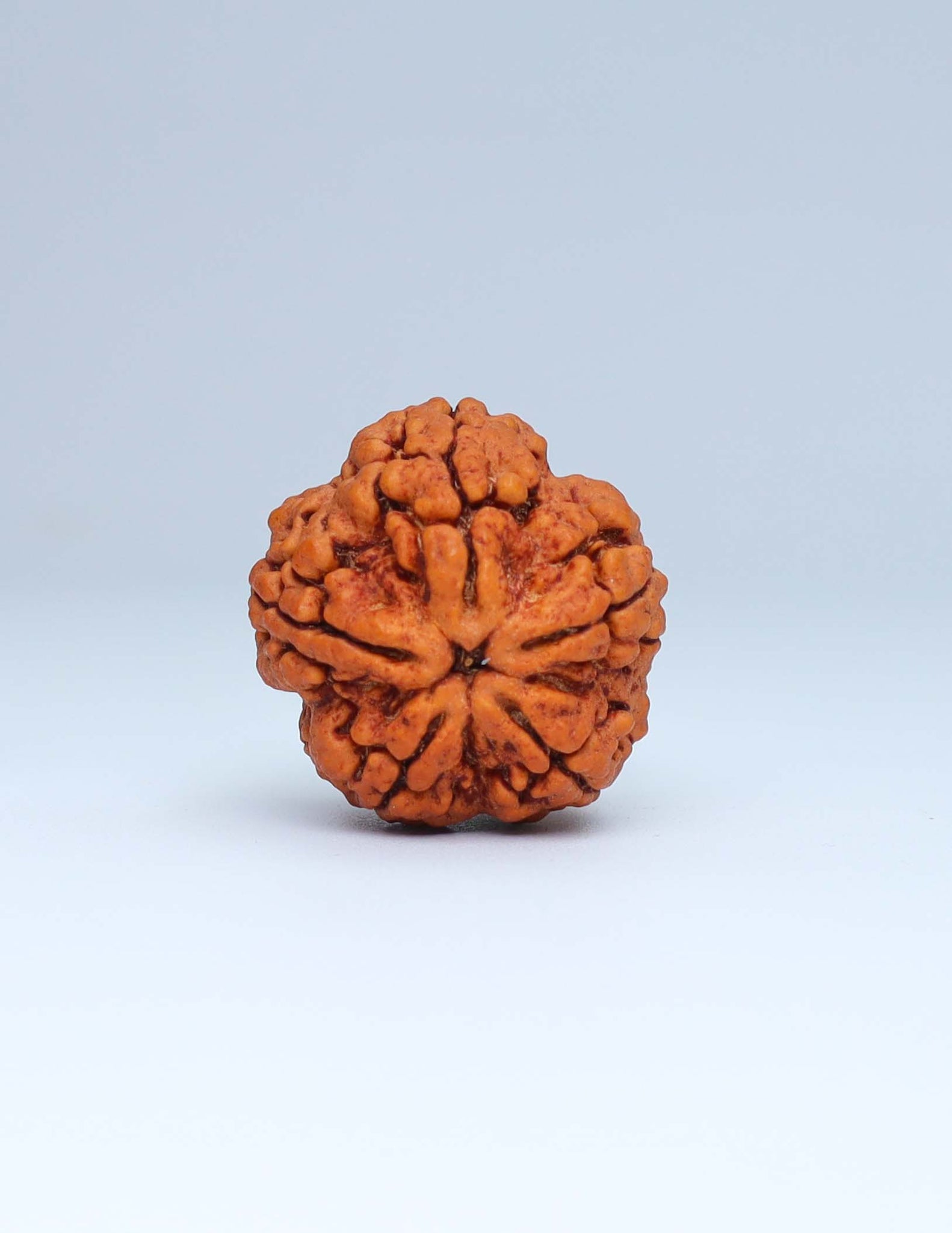 5 Mukhi Nepali Rudraksha