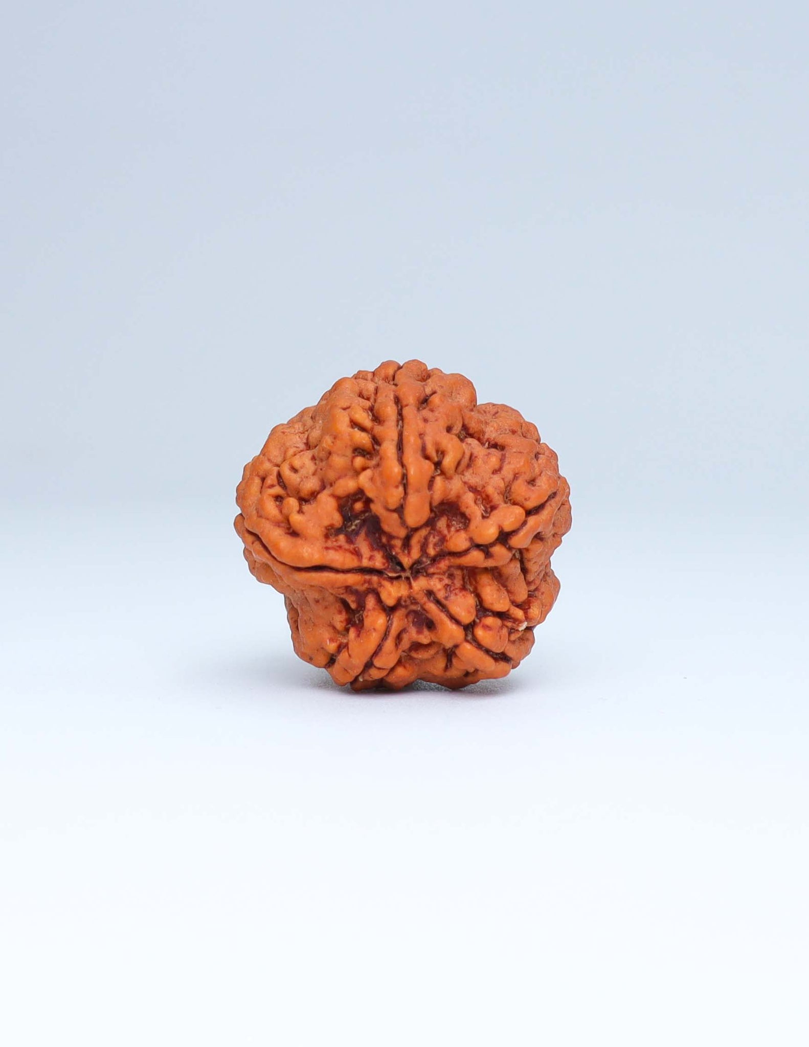 5 Mukhi Nepali Rudraksha