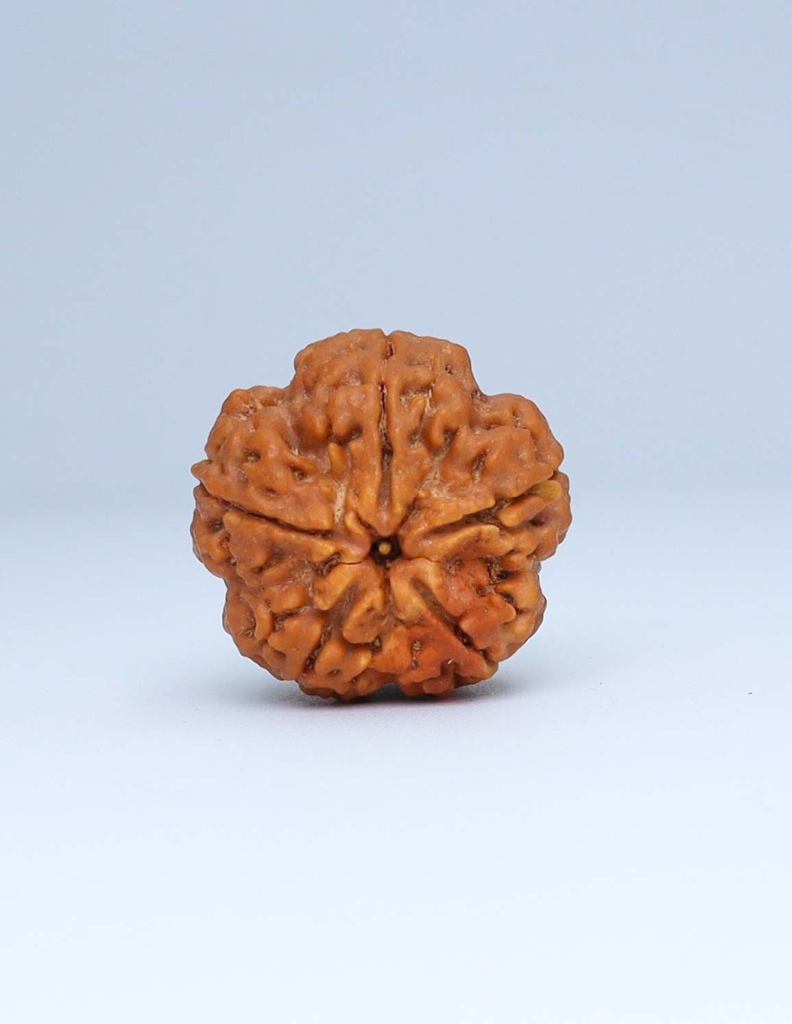 5 Mukhi Nepali Rudraksha