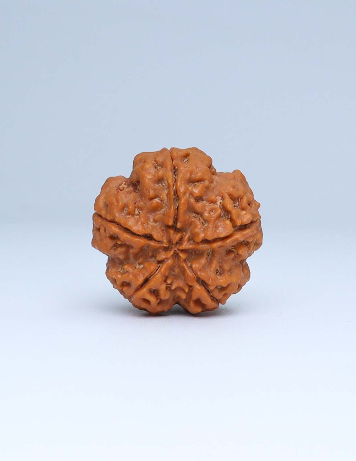 5 Mukhi Nepali Rudraksha