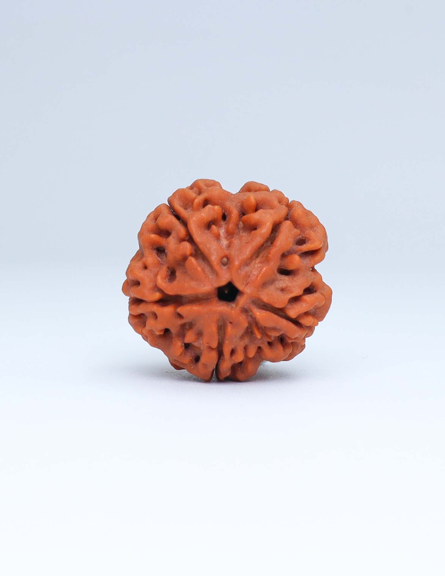 5 Mukhi Nepali Rudraksha