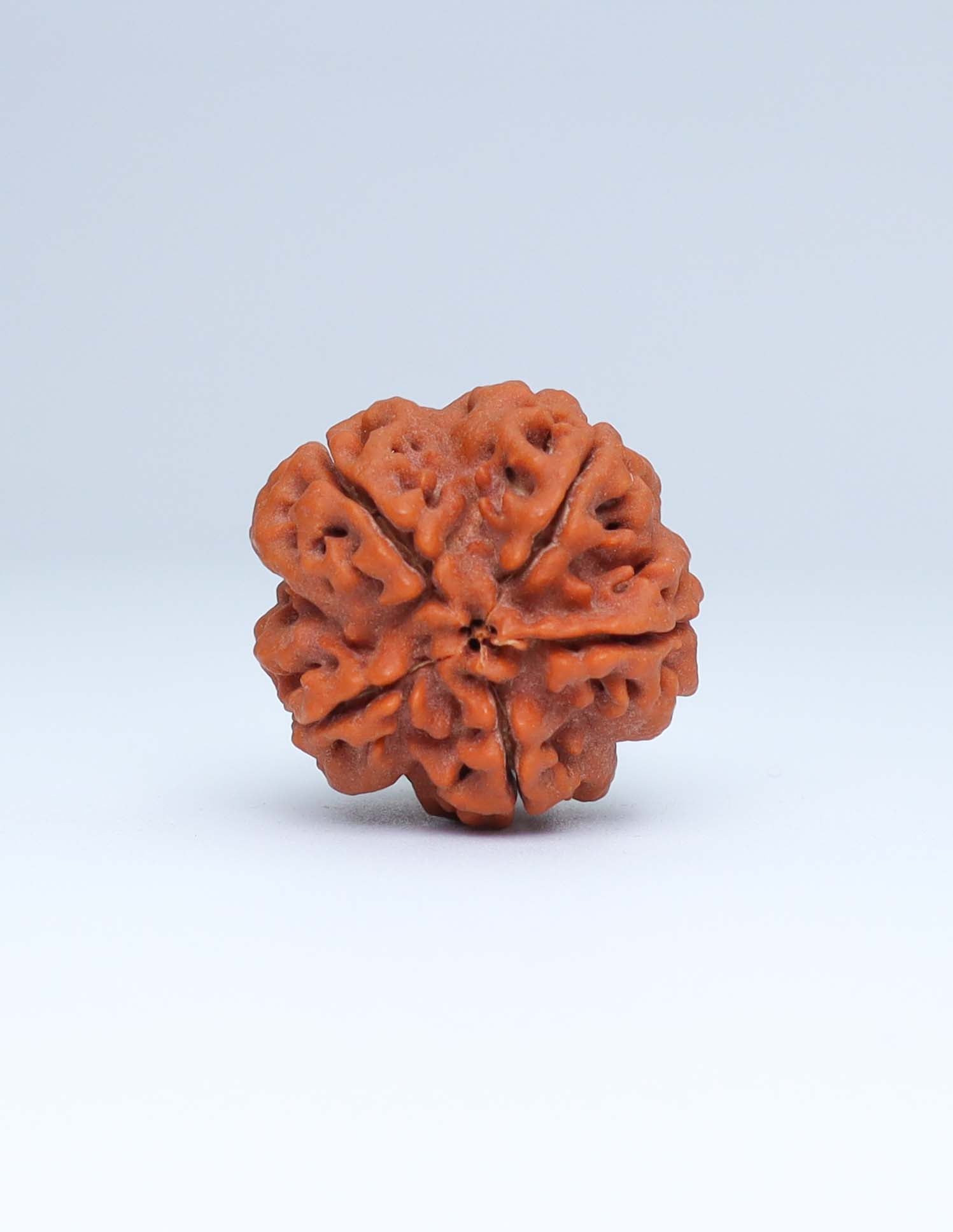 5 Mukhi Nepali Rudraksha