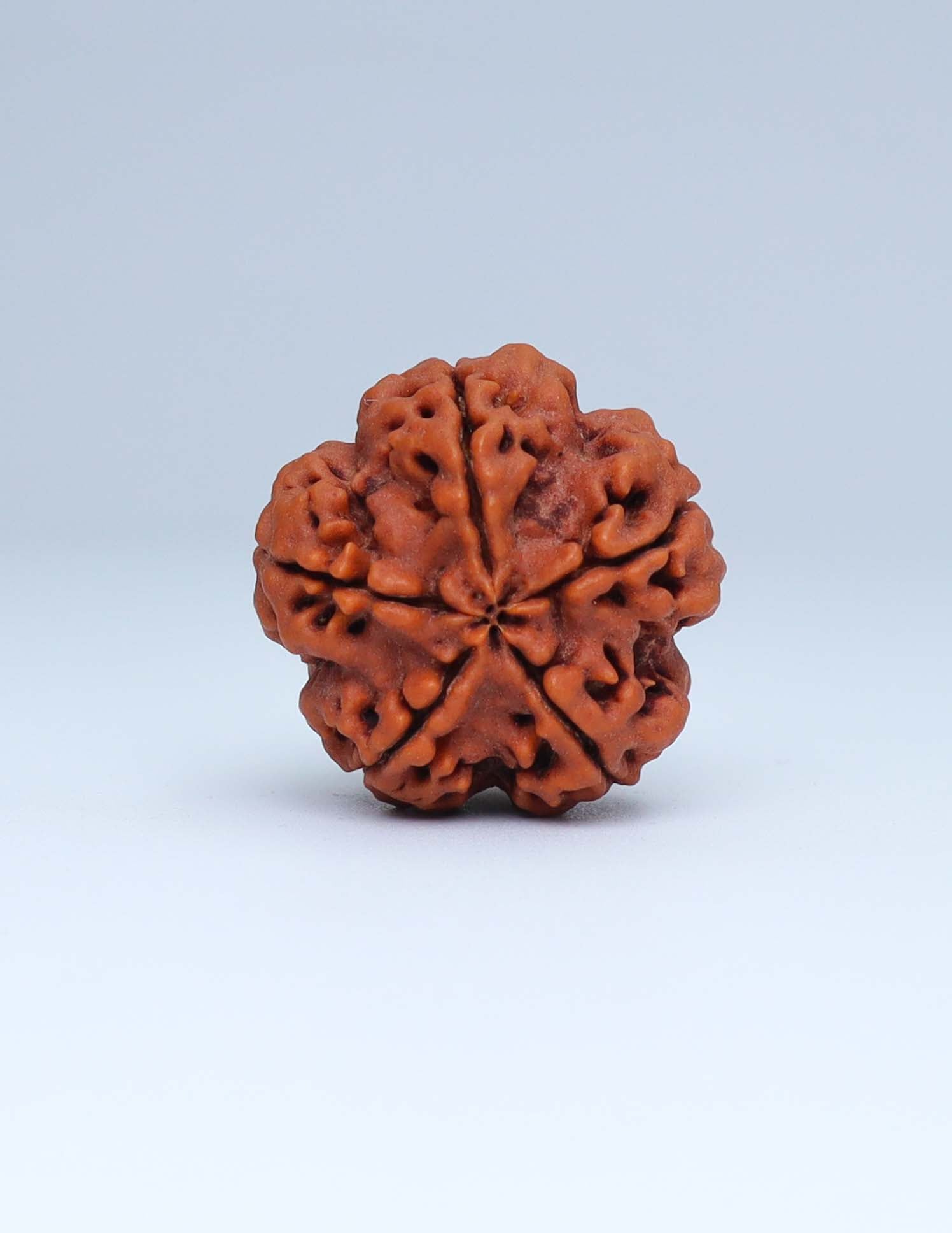 5 Mukhi Nepali Rudraksha