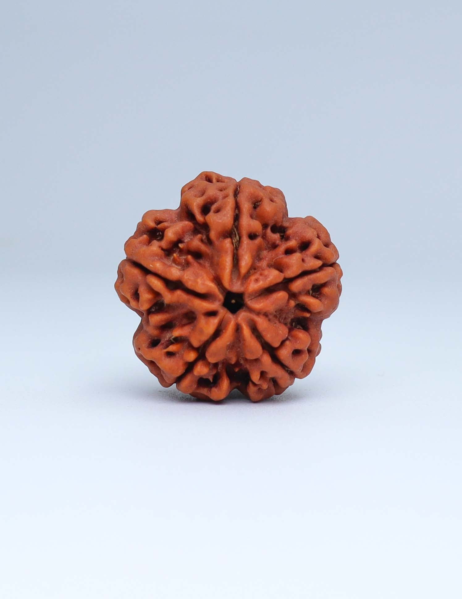 5 Mukhi Nepali Rudraksha