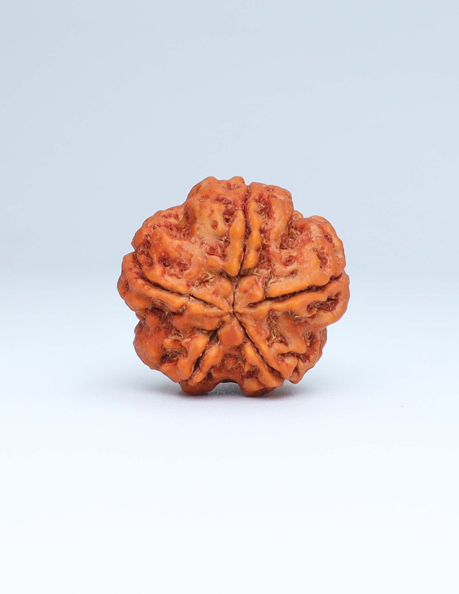 5 Mukhi Nepali Rudraksha