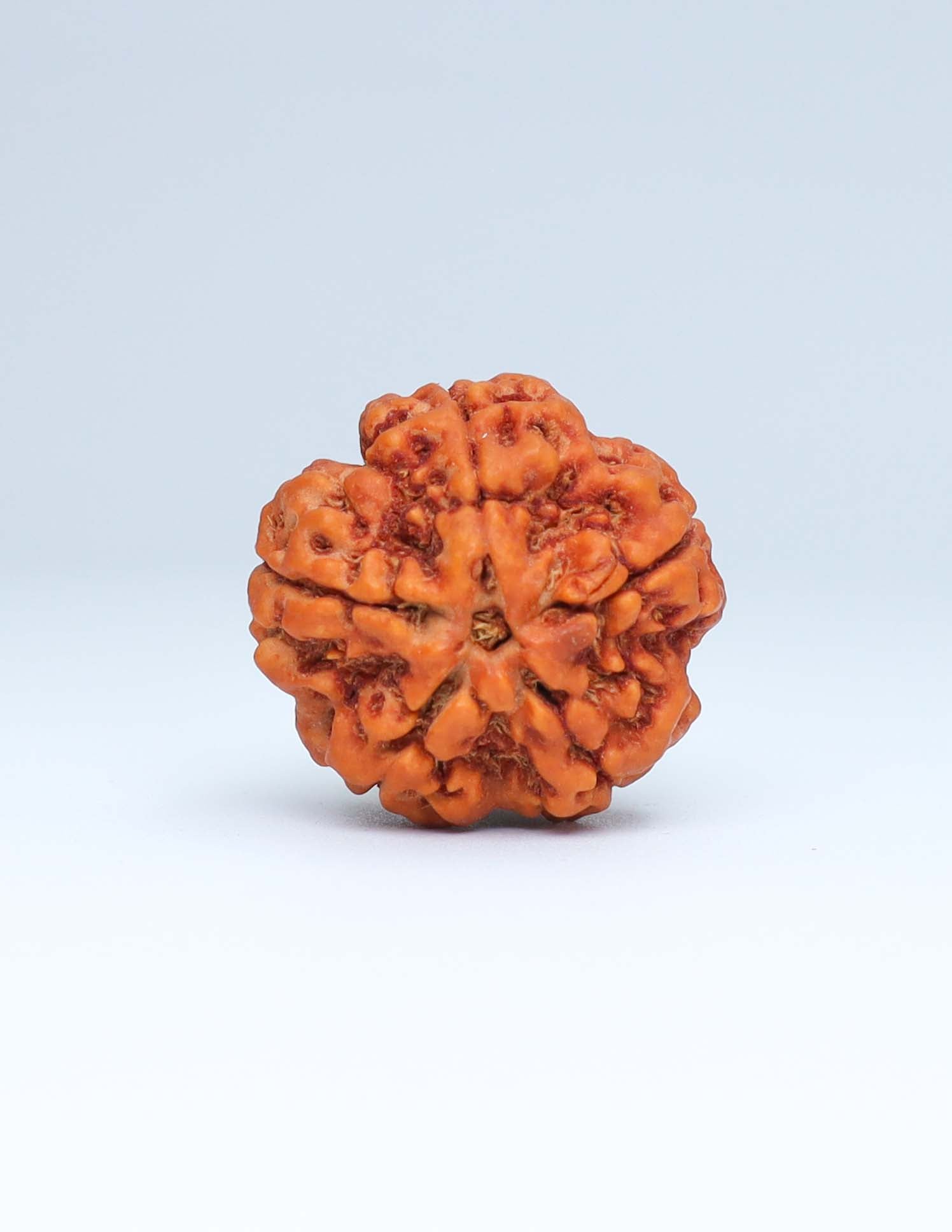 5 Mukhi Nepali Rudraksha