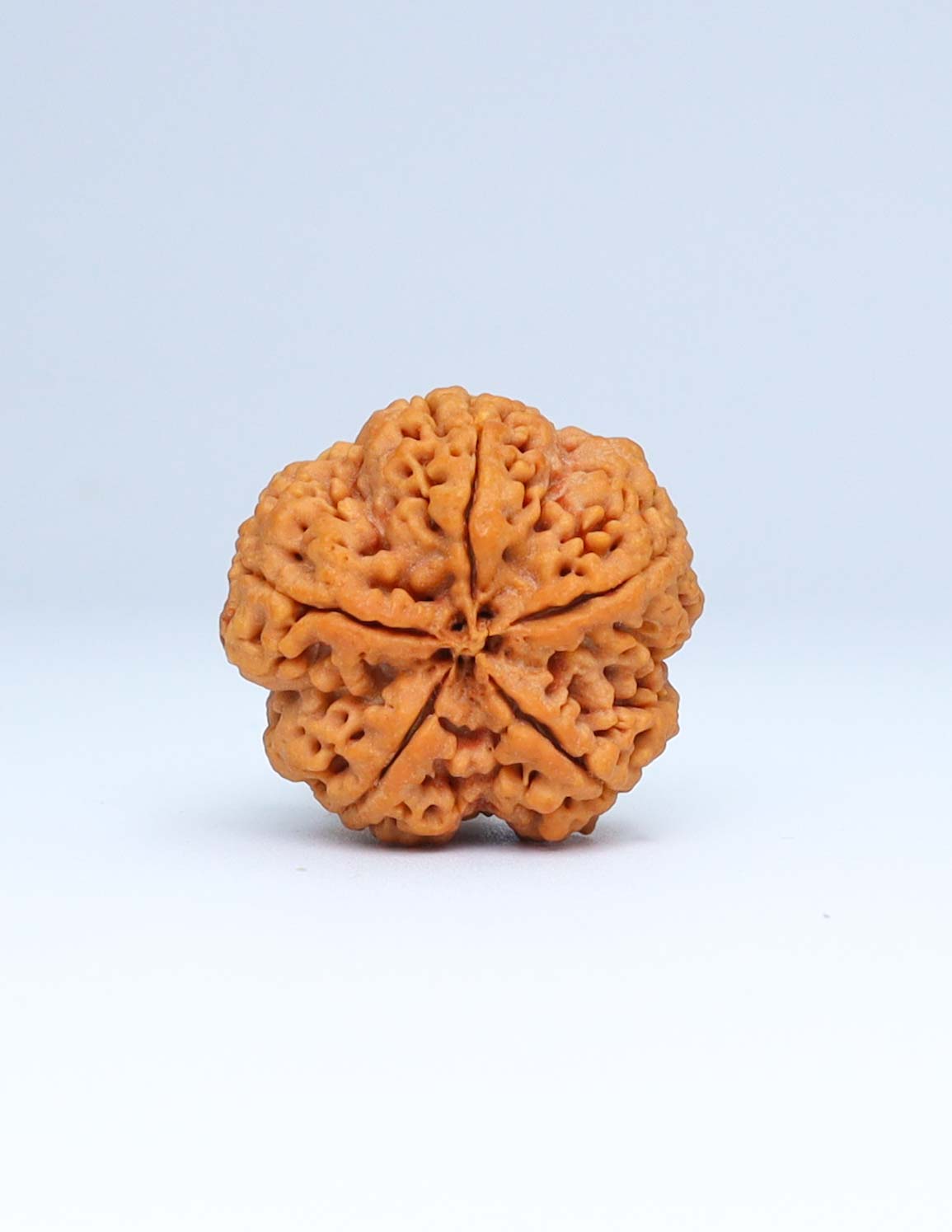 5 Mukhi Nepali Rudraksha