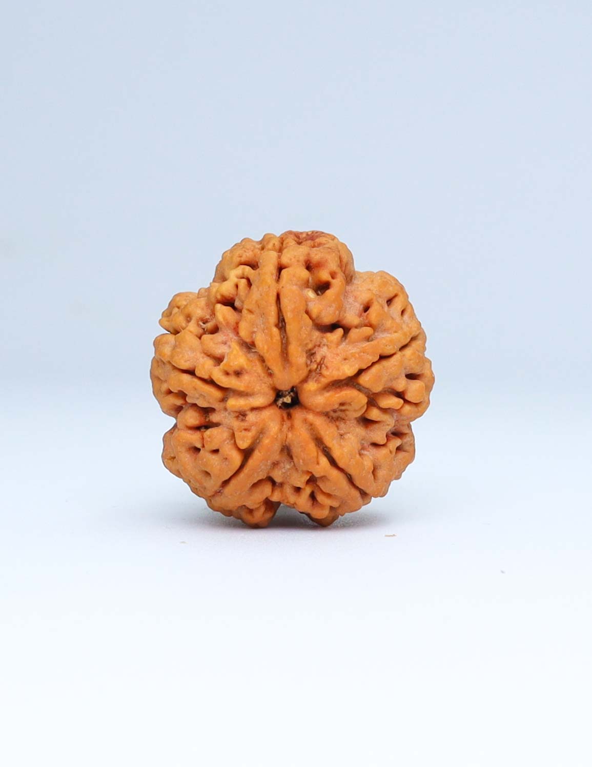 5 Mukhi Nepali Rudraksha